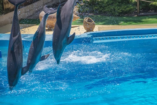 Dolphins jumping high in the air and it looks like they are flying. All the photos are shot July 25, 2013