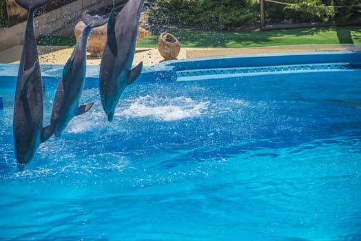 Dolphins jumping high in the air and it looks like they are flying. All the photos are shot July 25, 2013