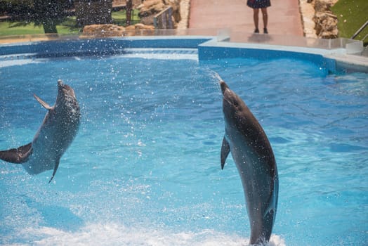 Dolphins jumping high in the air and it looks like they are flying. All the photos are shot July 25, 2013