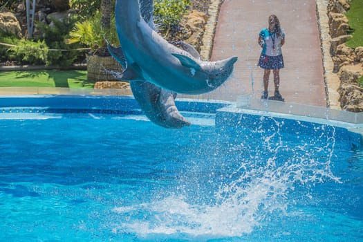 Dolphins jumping high in the air and it looks like they are flying. All the photos are shot July 25, 2013