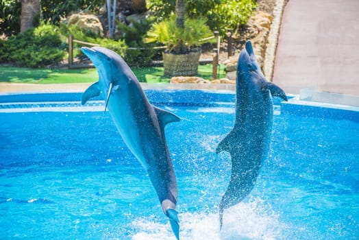 Dolphins jumping high in the air and it looks like they are flying. All the photos are shot July 25, 2013