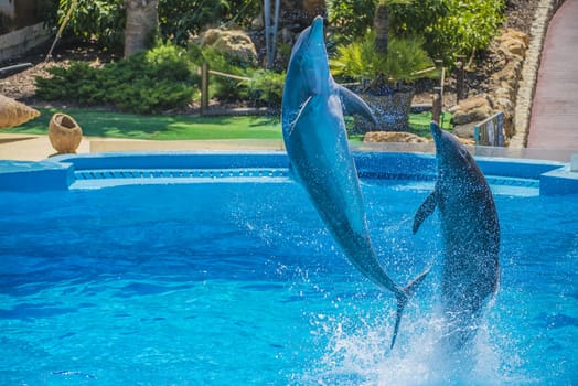 Dolphins jumping high in the air and it looks like they are flying. All the photos are shot July 25, 2013