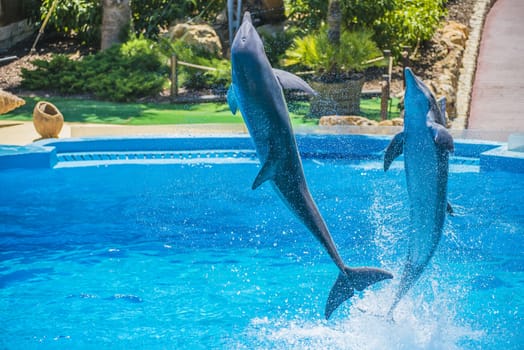 Dolphins jumping high in the air and it looks like they are flying. All the photos are shot July 25, 2013