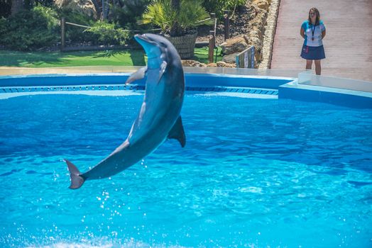 Dolphins jumping high in the air and it looks like they are flying. All the photos are shot July 25, 2013