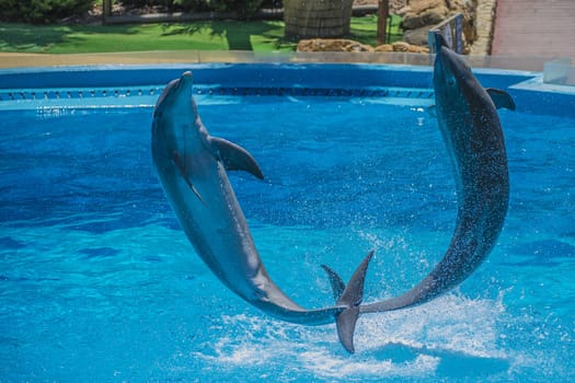 Dolphins jumping high in the air and it looks like they are flying. All the photos are shot July 25, 2013