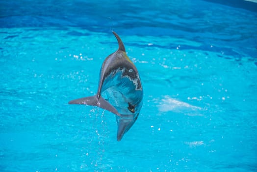 Dolphins jumping high in the air and it looks like they are flying. All the photos are shot July 25, 2013