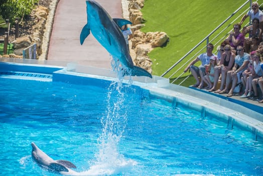 Dolphins jumping high in the air and it looks like they are flying. All the photos are shot July 25, 2013