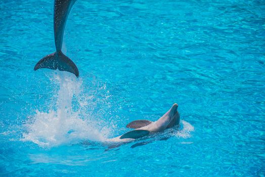 Dolphins jumping high in the air and it looks like they are flying. All the photos are shot July 25, 2013