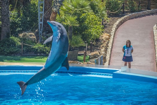 Dolphins jumping high in the air and it looks like they are flying. All the photos are shot July 25, 2013