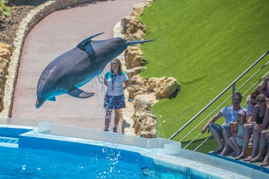 Dolphins jumping high in the air and it looks like they are flying. All the photos are shot July 25, 2013