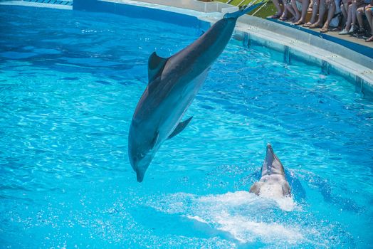 Dolphins jumping high in the air and it looks like they are flying. All the photos are shot July 25, 2013