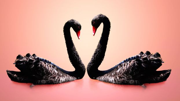 Couple of black swans are swimming with pink background