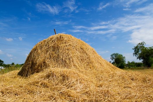 Rice straw with blue sky in farm