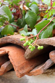 Boston ivy on the old house in Bulgaria