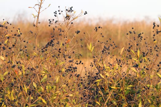 spurge-flax in the steppe in the autumn 