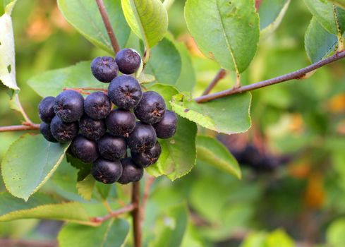 Black Chokeberries (Aronia) on bush in garden