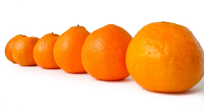 tangerine on white background located in one row