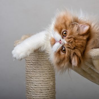 House Persian kitten of a red and white color on simple background