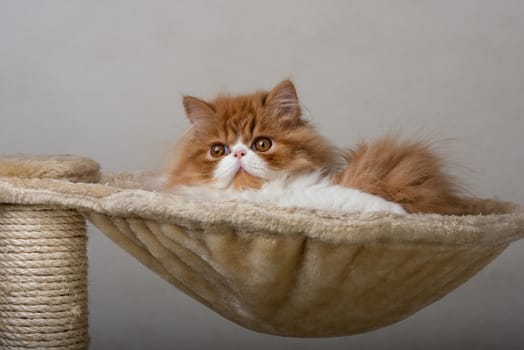 House Persian kitten of a red and white color on simple background