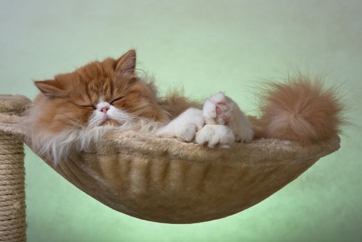 House Persian kitten of a red and white color sleep on simple background