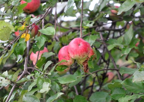 Apples weigh on the tree