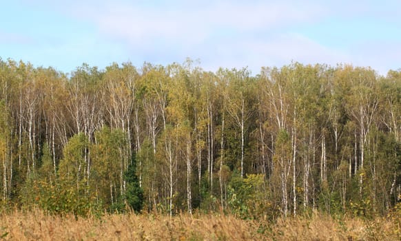 Autumn forest