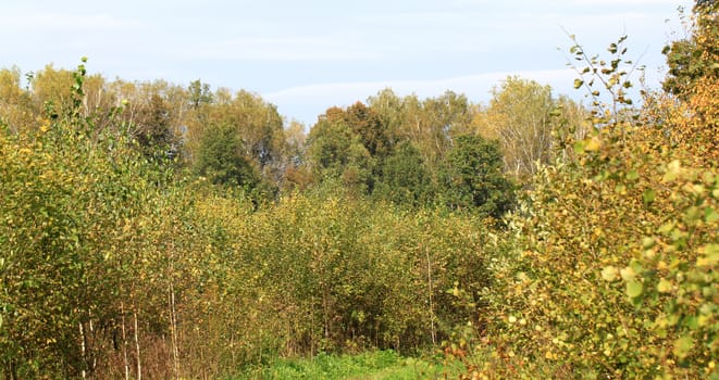 Autumn forest