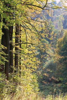 Autumn forest