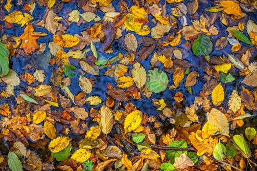 Autumn  leaves. A lot of yellow and orange dry leaves lying on the watar