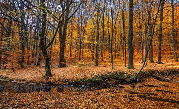 Beautiful day in the misty autumn forest with creek