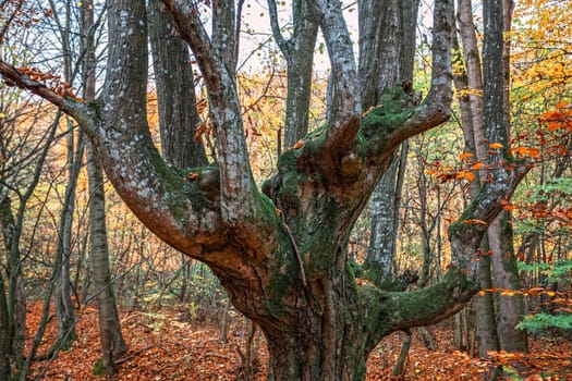 Old tree in the misty autumn forest