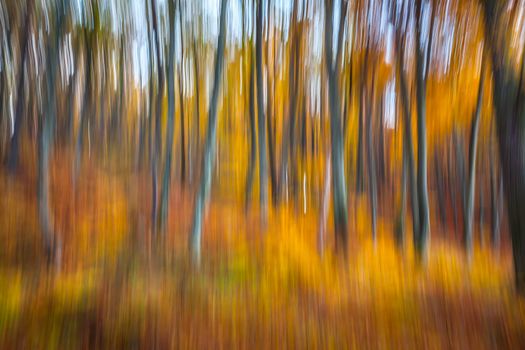 Abstract image of trees in an autumn forest. Intentional motion blur