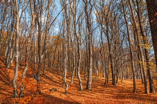 Beautiful day in the misty autumn forest