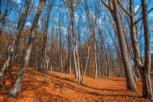 Beautiful day in the misty autumn forest