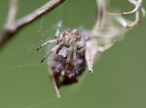 Small spider krestovik