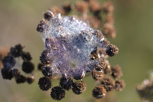 Spider web with water drops