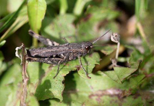 Brown grasshopper in the grass