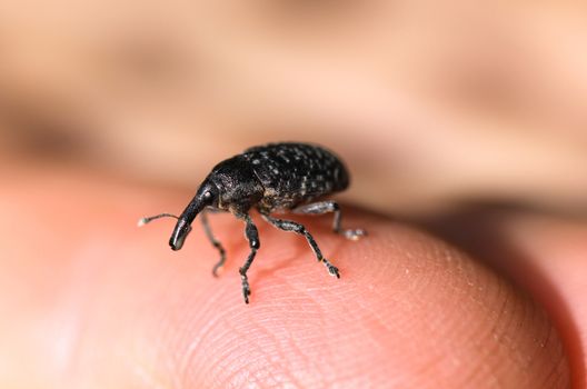 Small elephant beetle