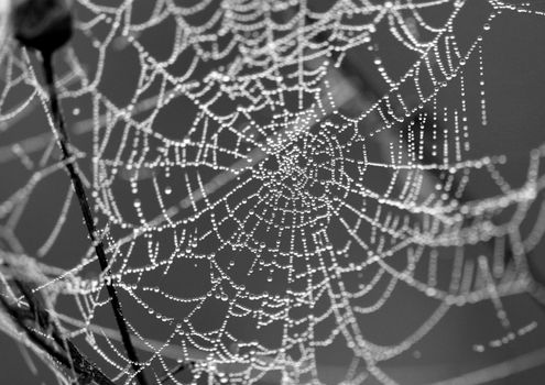 Spider web with water drops