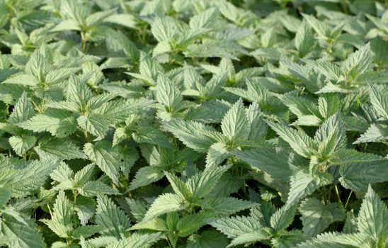 Texture of stinging nettle