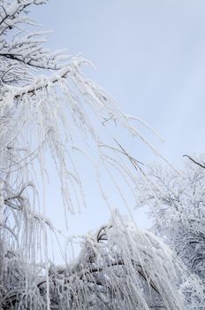 Frosty willow branches hang down from the top Close-up