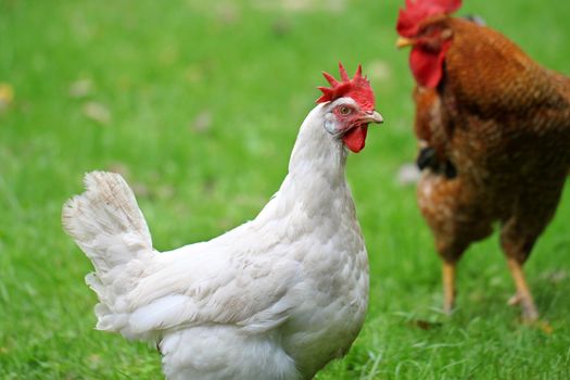 White chicken walking on green field