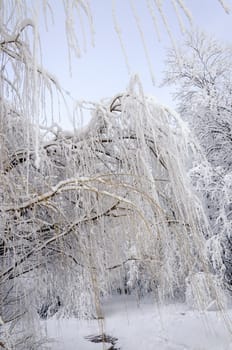 Frosty willow branches hang down from the top in a clear frosty day in the forest