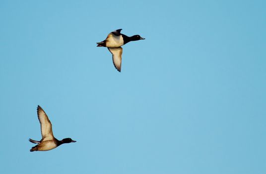Two tufted duck flying in deep blue sky by sunset light