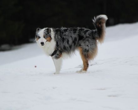 Male australian shepherd dog standing in the snow by winter day