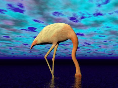 One beautiful white and pink flamingo with head into water as not to see or hear anything, blue cloudy background