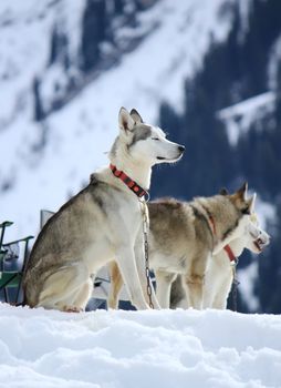 Siberian husky dogs wearing red necklace sitting on snow having rest after the race