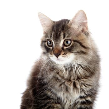 Striped fluffy cat. Striped not purebred kitten. Kitten on a white background. Small predator. Small cat.