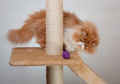 House Persian kitten of a red and white color on simple background