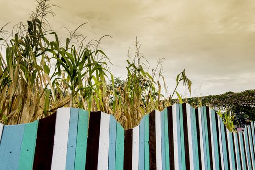 Corn field with colorful wooden fence2